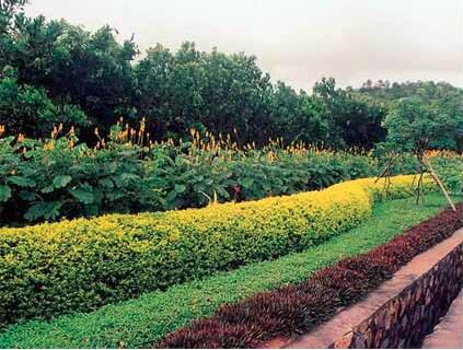 苗木反季節栽植，施工要點要知道 ｜園林（lín）綠化（huà）公司