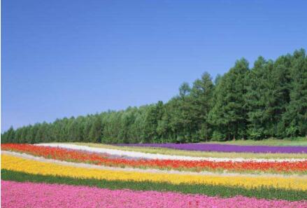 園林公司為(wéi)您講述如何讓花卉安全度過炎(yán)熱的夏天