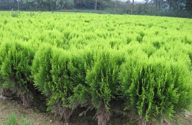 園林綠化苗木品種該如(rú)何選擇?