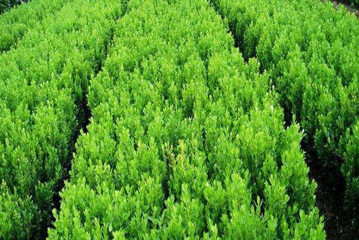 園林綠(lǜ)化苗木栽植常見誤(wù)區(qū)有哪些?