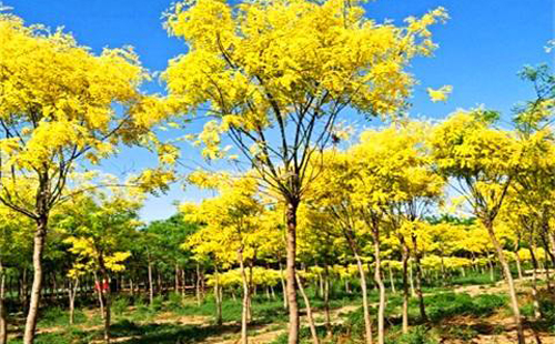 北京園（yuán）林綠化
