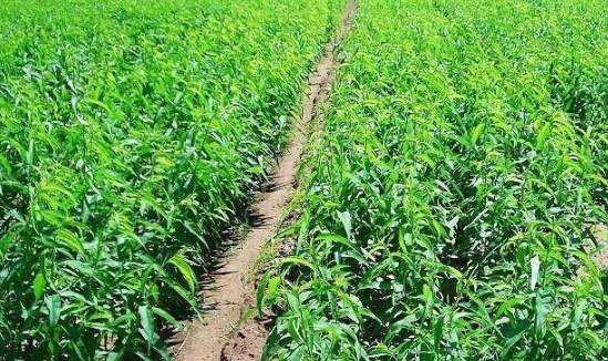 北京綠化（huà）公司