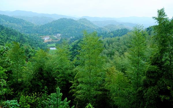 園林(lín)綠(lǜ)化(huà)公司(sī)