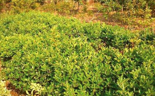 園林綠（lǜ）化養護