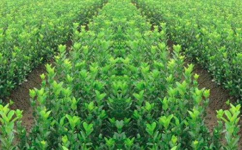 農藥施用期間(jiān),如(rú)何保(bǎo)證苗木正常生長?