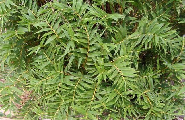 園林綠化公(gōng)司