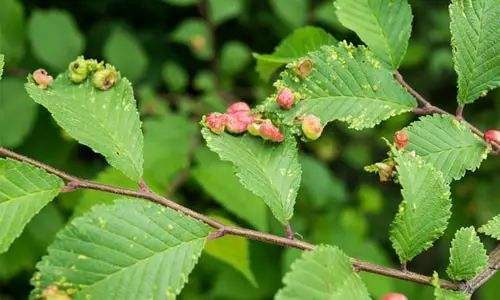 園林綠化公司：苗木食葉害蟲有哪些（xiē）？如何防治？