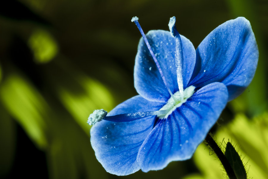 園林（lín）綠化花卉種子催（cuī）芽