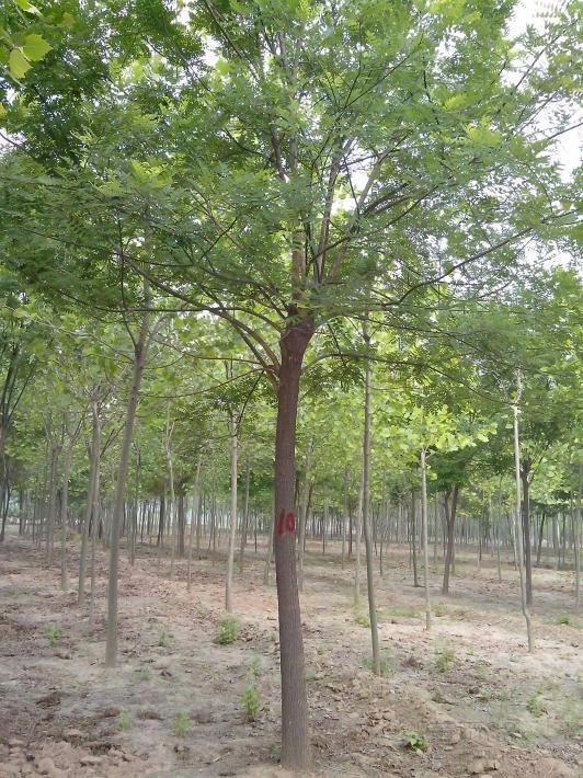 绿（lǜ）化（huà）工程国（guó）槐种植的养护措施