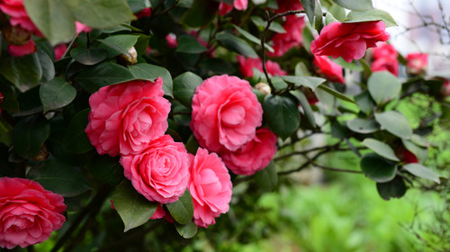 景观工程茶（chá）花怎么养护