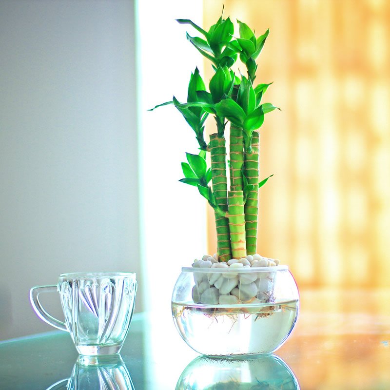 富贵竹常见病园林绿化工程害及防治办（bàn）法