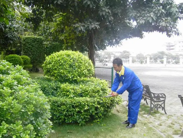 綠化養護如何提高管理水平（píng）？