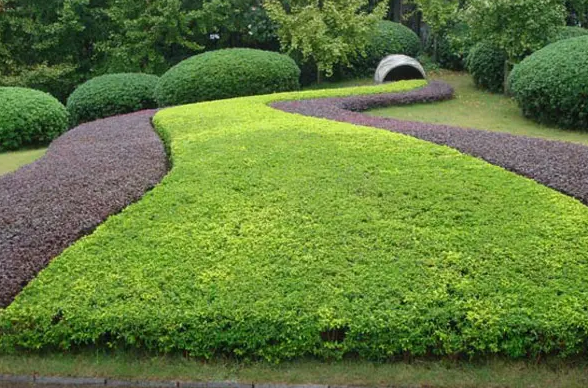 園林綠（lǜ）化種植五大技巧  
