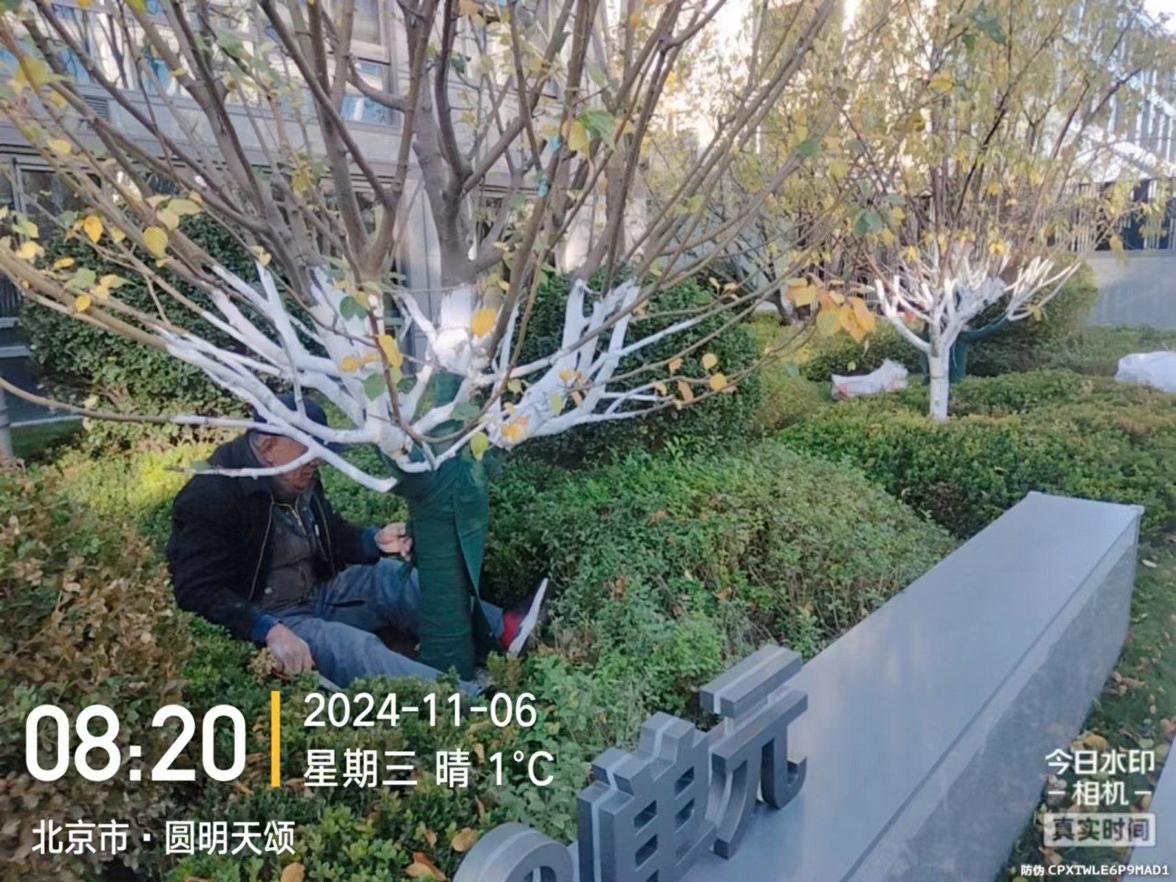 《北京色猫直播園（yuán）林綠化有限公司（sī）：冬季綠化養護之大樹塗白》