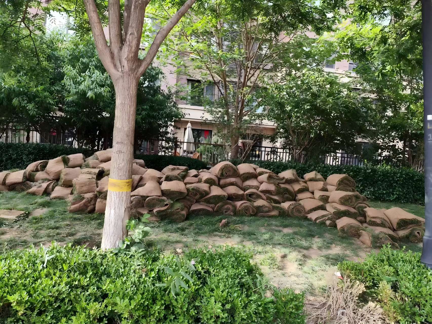 天津绿化养（yǎng）护之某小区盐碱地治理方案