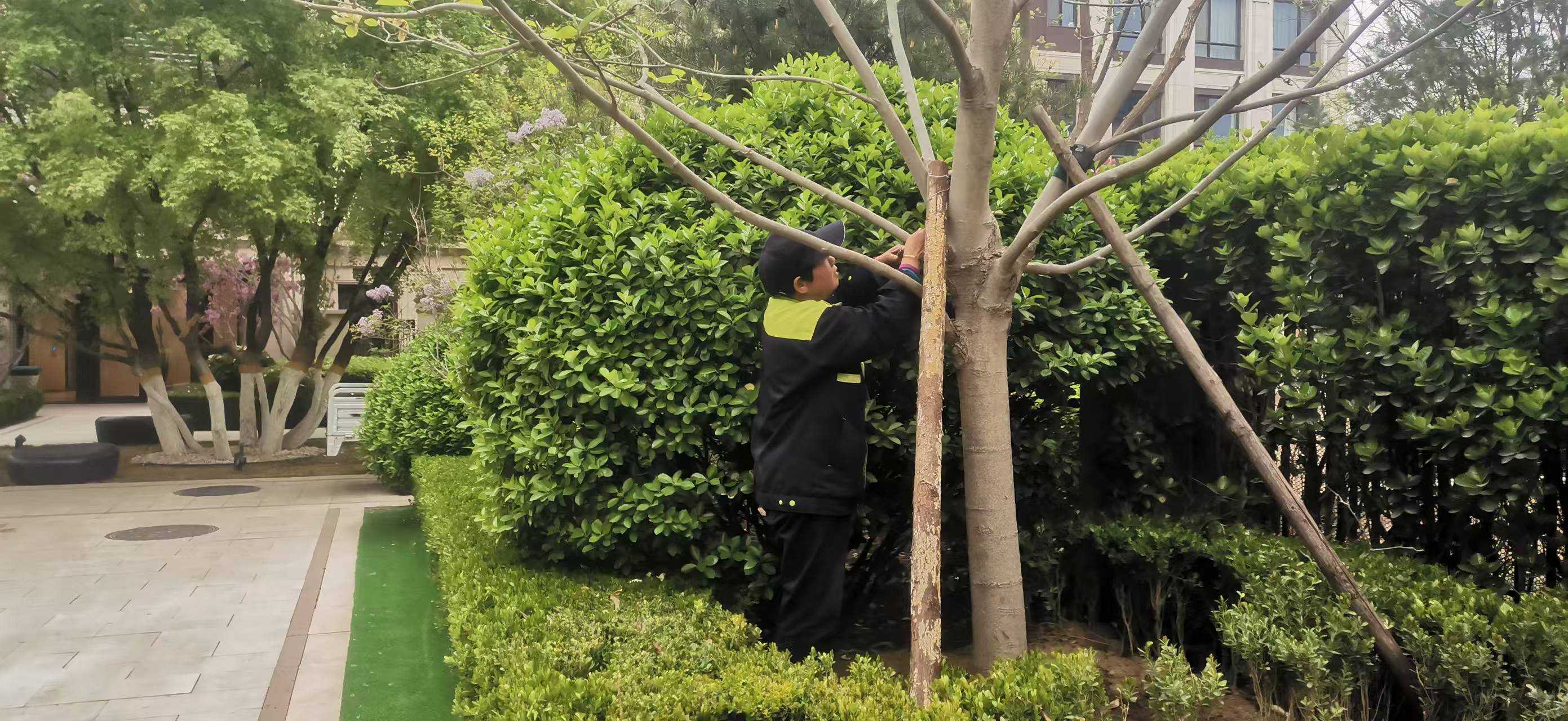北京將出現10級以上（shàng）大風，園林綠化養（yǎng）護如何提前防範（fàn）風（fēng）險